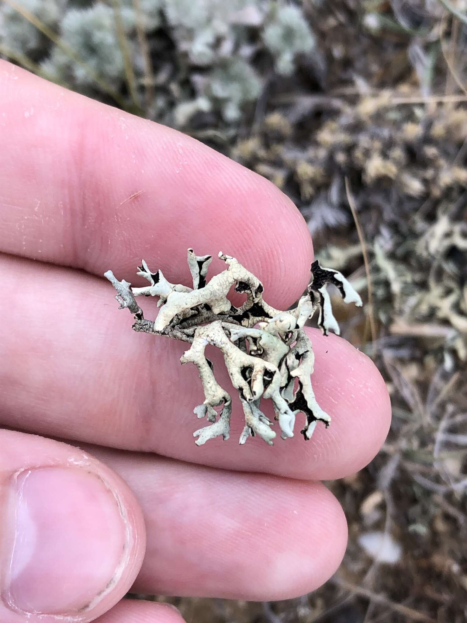 Image of xanthoparmelia lichen