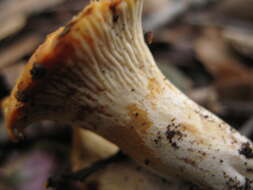 Image de Cantharellus ferruginascens P. D. Orton 1969