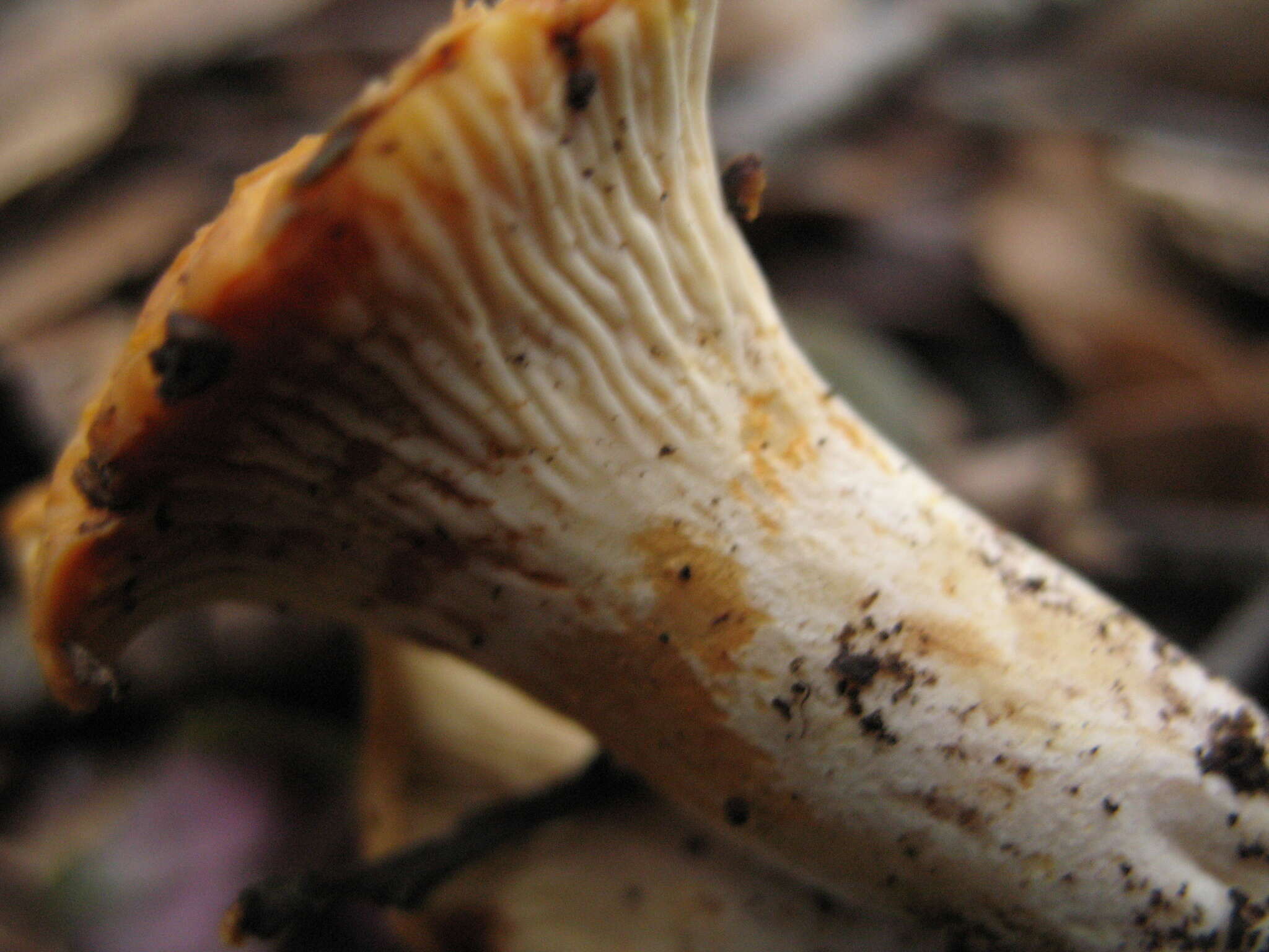 Image of Cantharellus ferruginascens P. D. Orton 1969