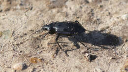 Calosoma (Callitropa) macrum Le Conte 1853 resmi