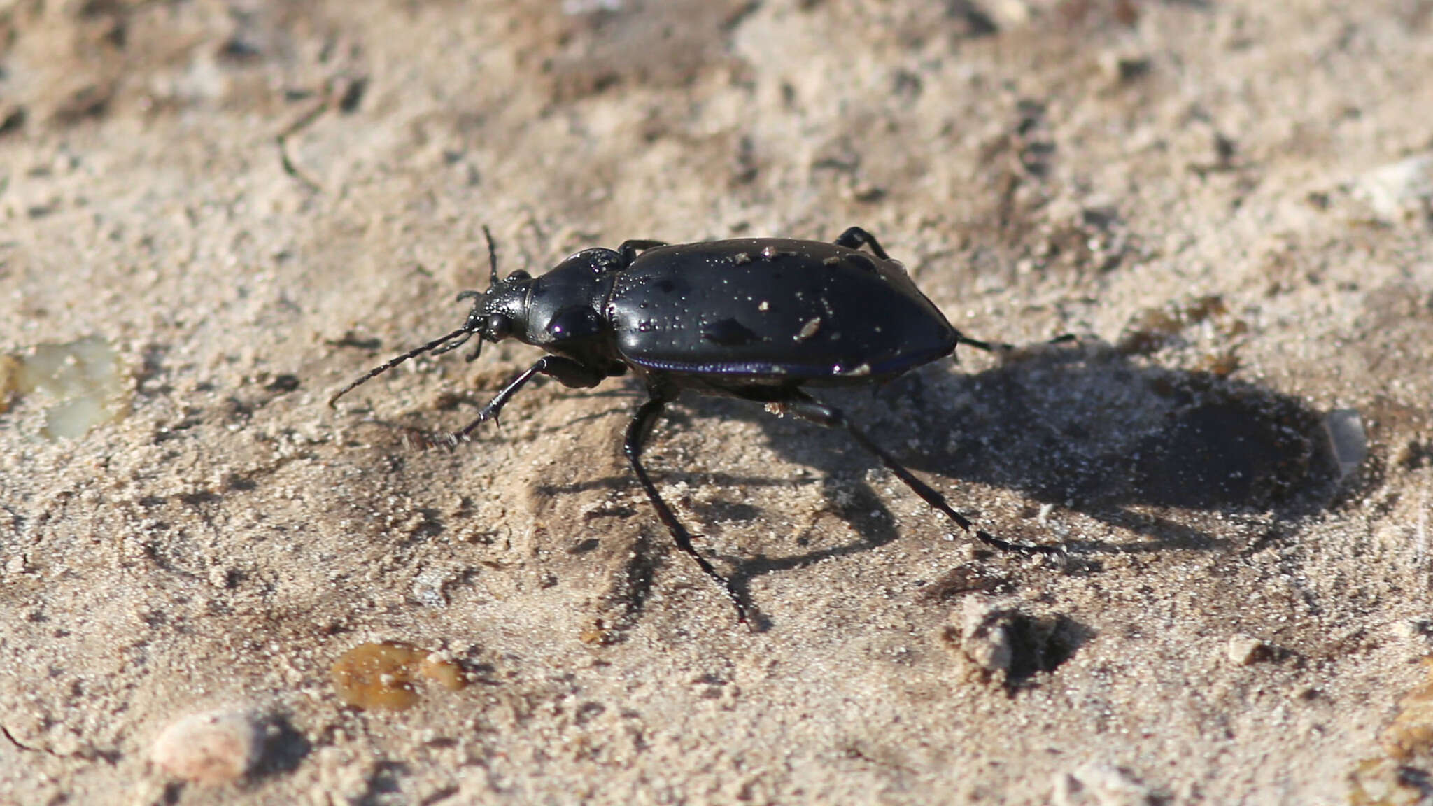 Calosoma (Callitropa) macrum Le Conte 1853 resmi