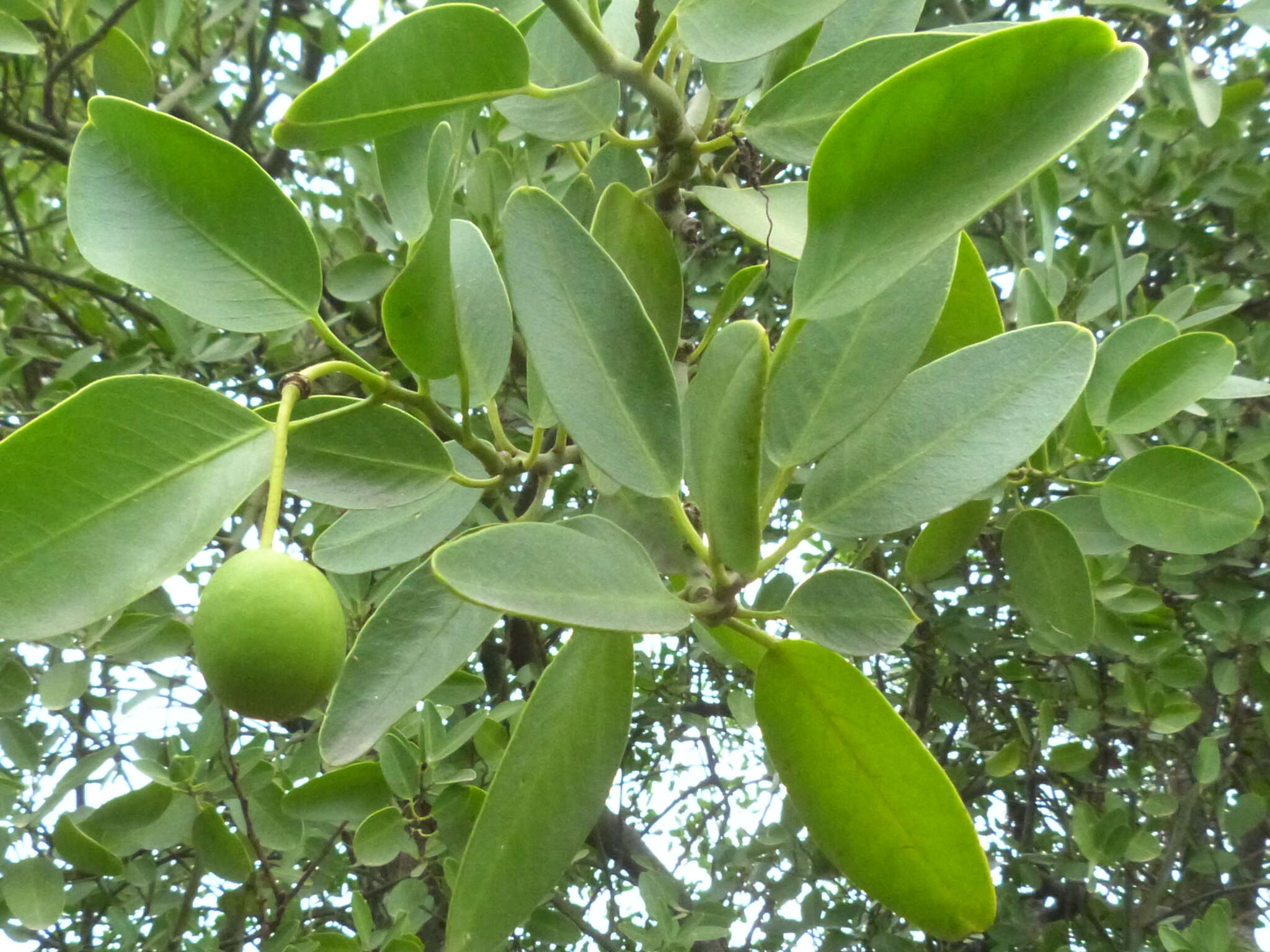 Image of Anisocapparis speciosa (Griseb.) Cornejo & Iltis