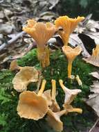 Image of Craterellus ignicolor (R. H. Petersen) Dahlman, Danell & Spatafora 2000