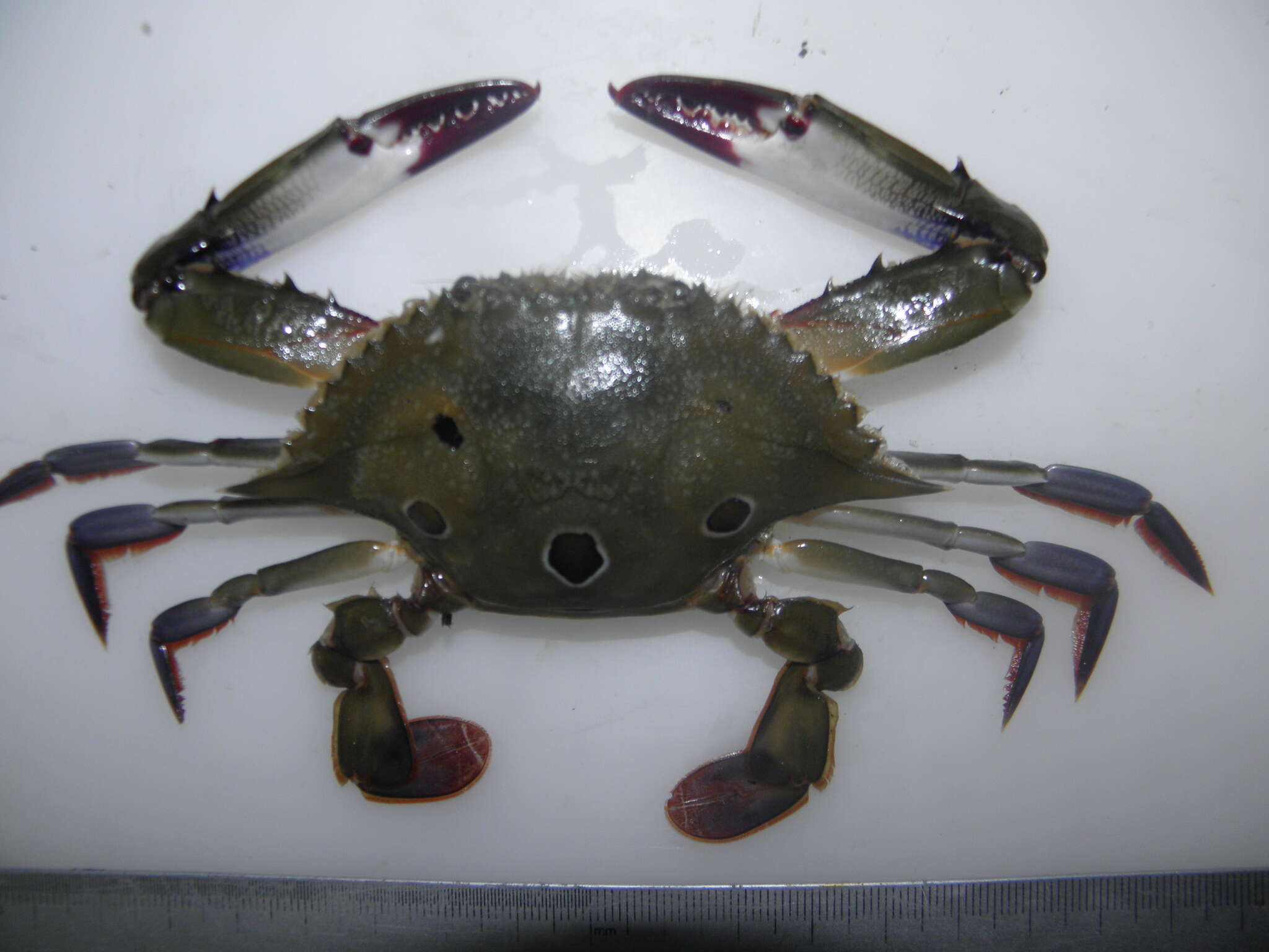 Image of blood-spotted swimming crab