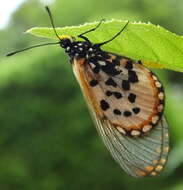 Image of Acraea horta Linnaeus 1764