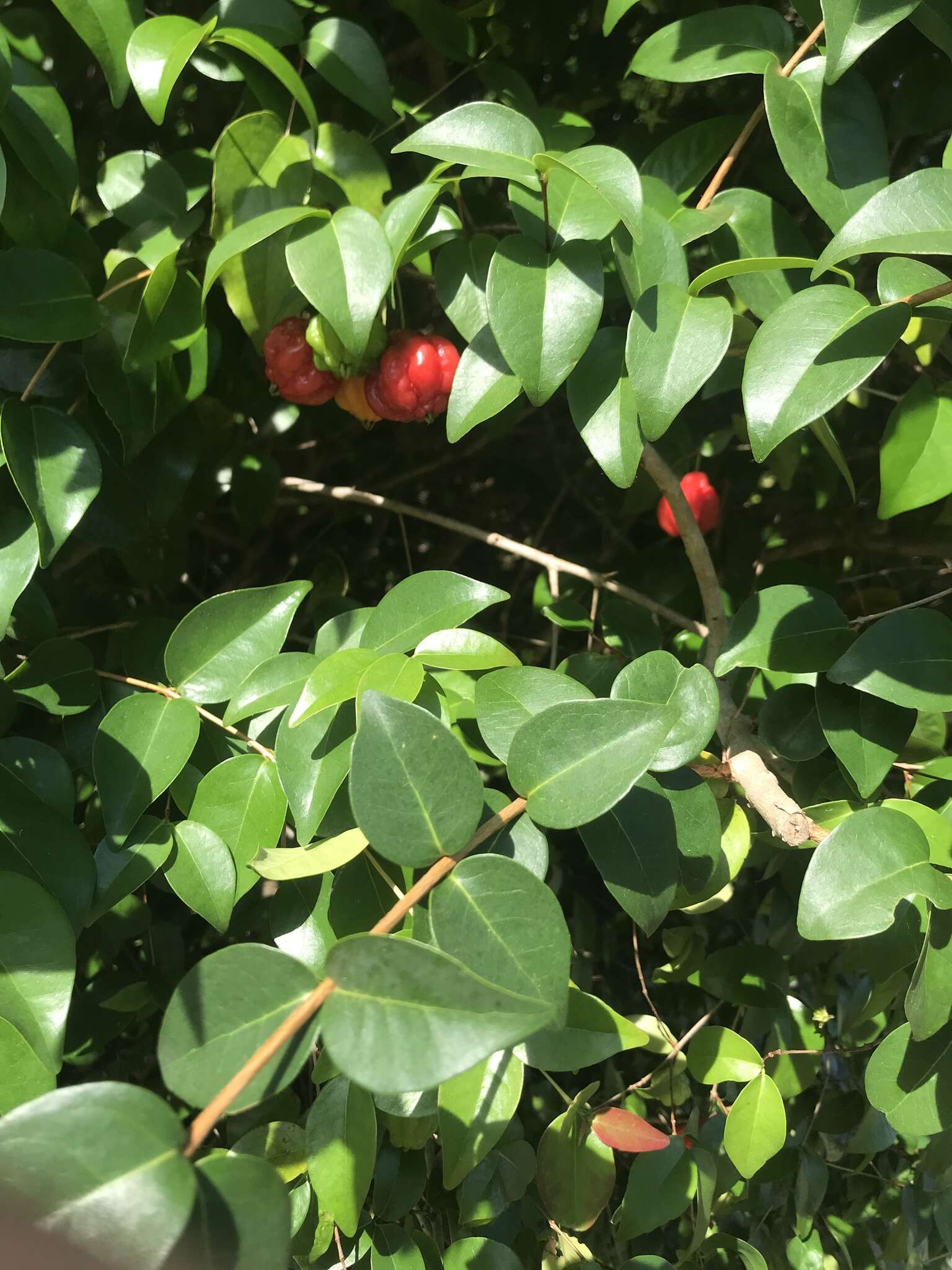 Image of Surinam cherry