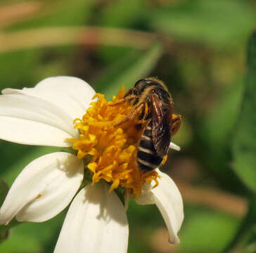 Image de Chrysanthrax cypris (Meigen 1820)