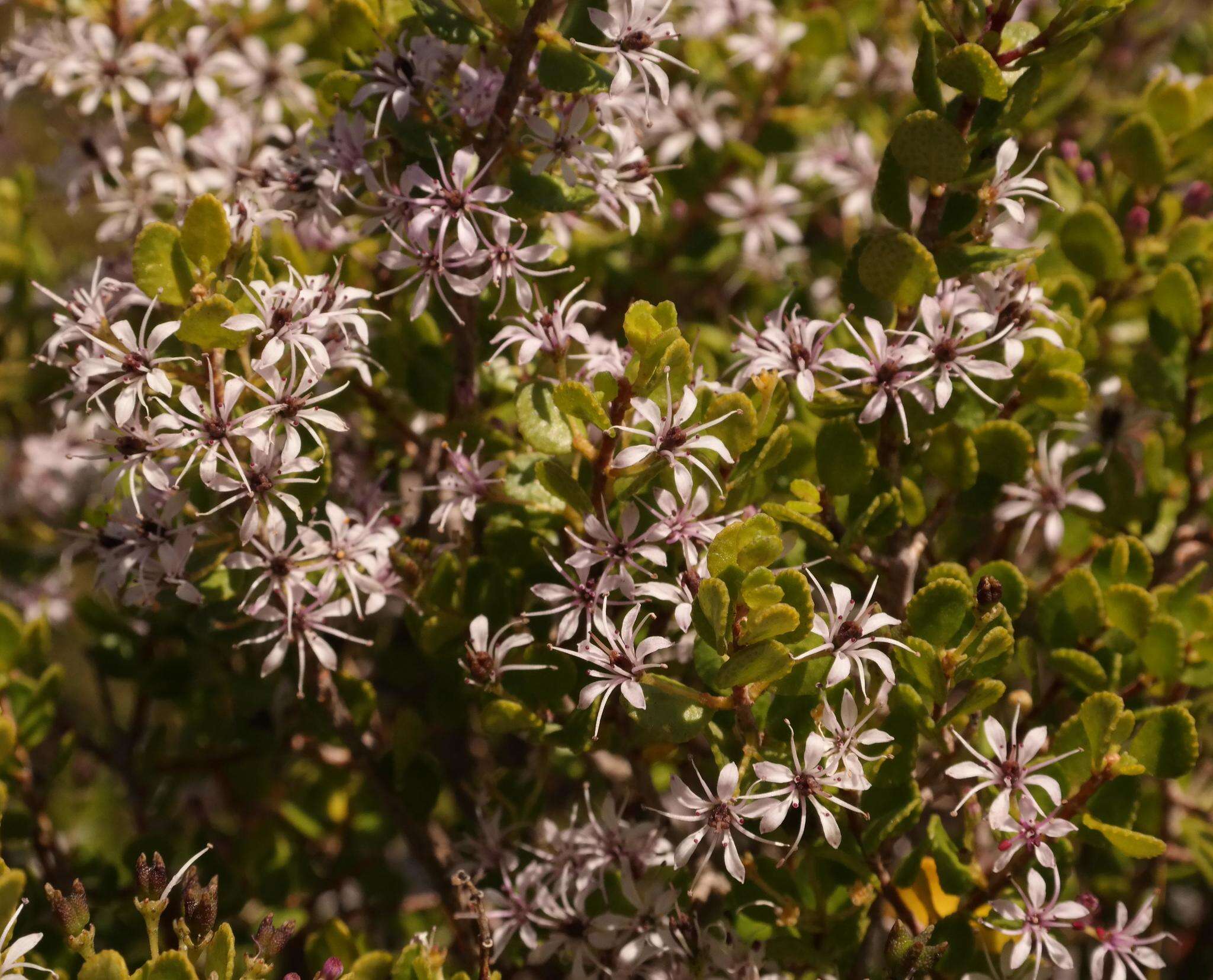 Image of Agathosma venusta (Eckl. & Zeyh.) Pillans