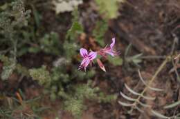 Image of Pelargonium multicaule subsp. multicaule