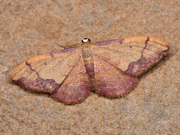 صورة Idaea ostrinaria