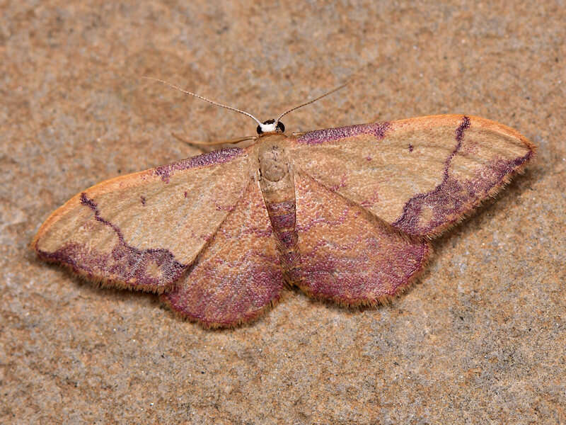 صورة Idaea ostrinaria