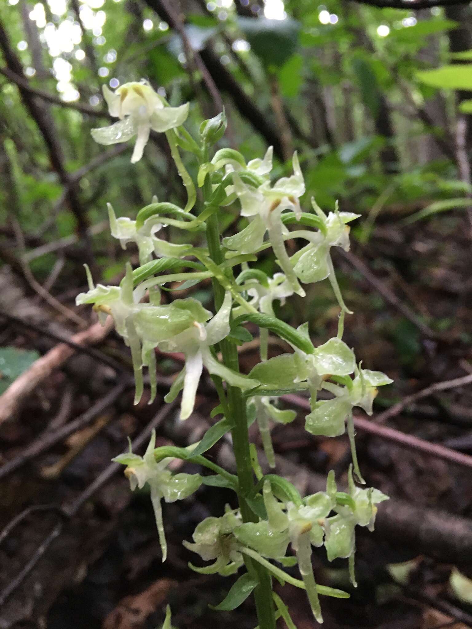 Слика од Platanthera orbiculata var. macrophylla (Goldie) Luer