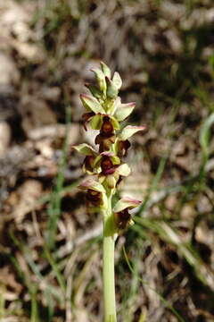 Steveniella satyrioides (Spreng.) Schltr. resmi