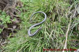 Chalcides chalcides (Linnaeus 1758) resmi