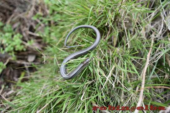 Image of Algerian Cylindrical Skink