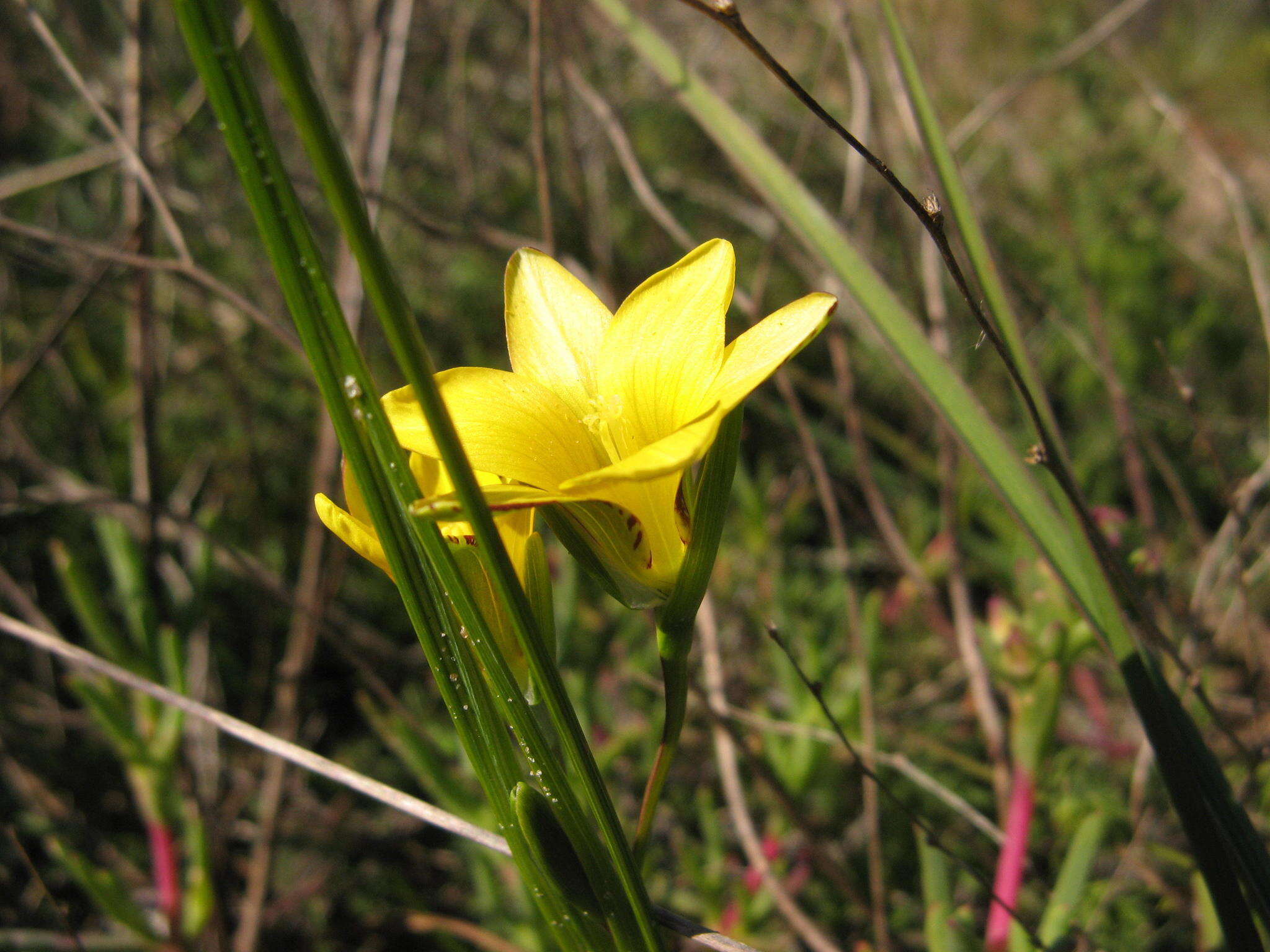 Image of Romulea elliptica M. P. de Vos