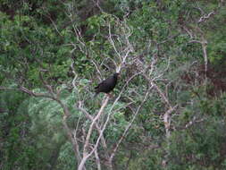 Image de Pigeon des lauriers