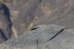 Image of Desert Lark