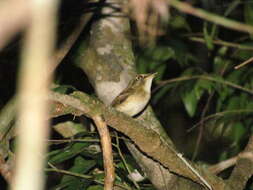 Image of Stub-tailed Spadebill