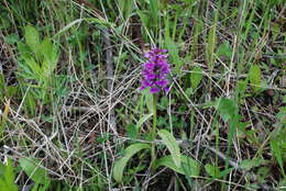 Image of Dactylorhiza aristata (Fisch. ex Lindl.) Soó