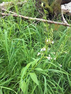 Image of arrowleaf rattlesnakeroot