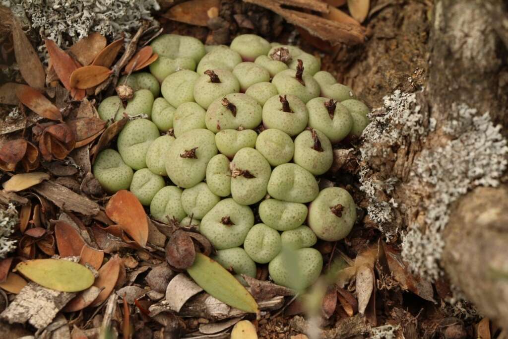 Image of Conophytum truncatum (Thunb.) N. E. Br.