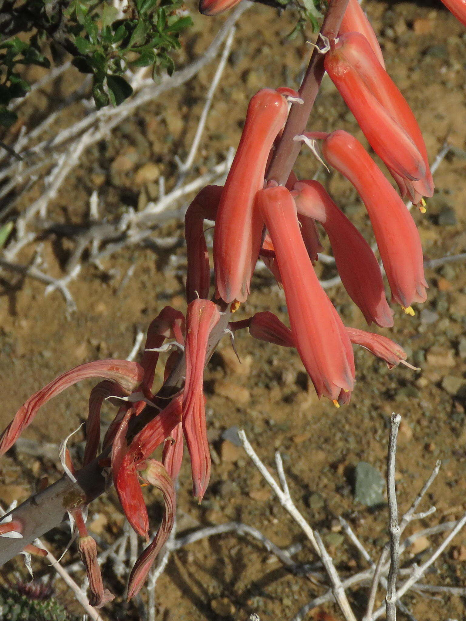 Sivun Gonialoe variegata (L.) Boatwr. & J. C. Manning kuva