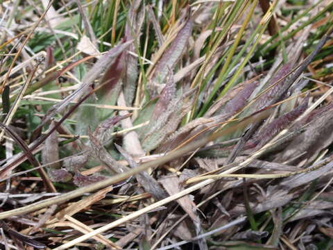 Image of Paspalum bonplandianum Flüggé