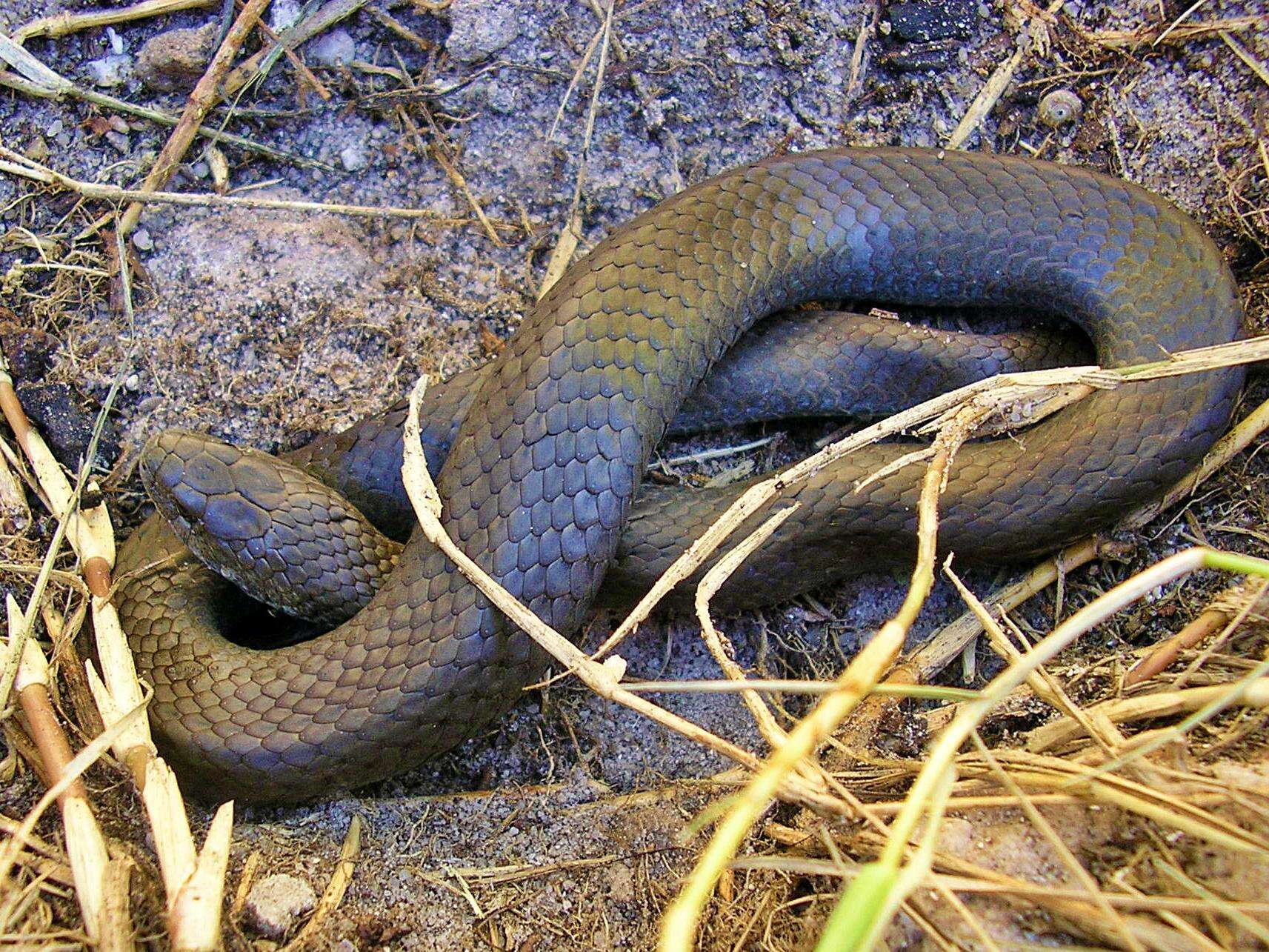 Image of Duberria lutrix lutrix (Linnaeus 1758)