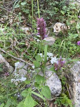 Imagem de Agastache pallidiflora subsp. neomexicana (Briq.) Lint & Epling