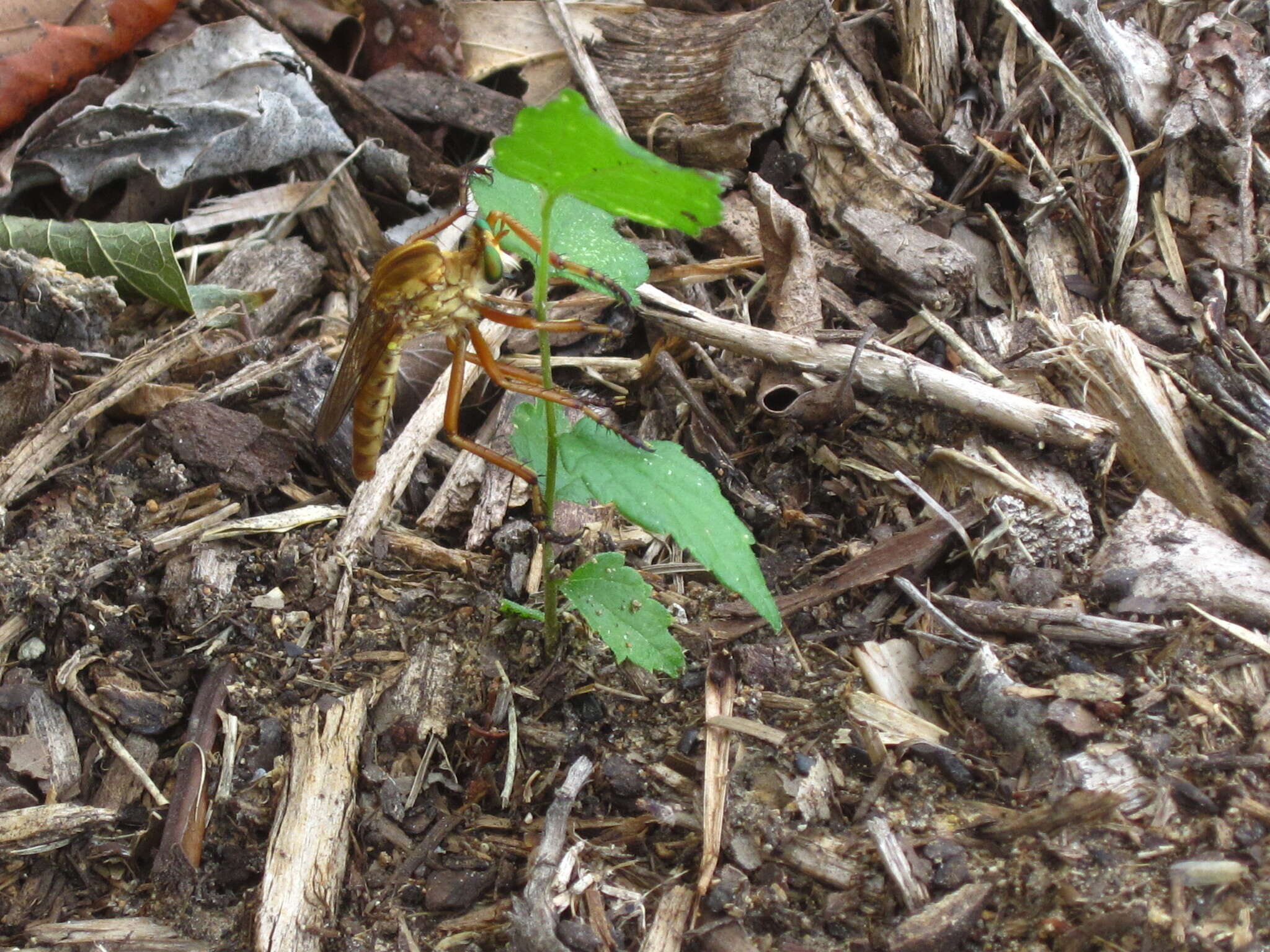 Image of Diogmites bilobatus Barnes 2010