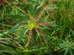 Слика од Leucopogon verticillatus R. Br.