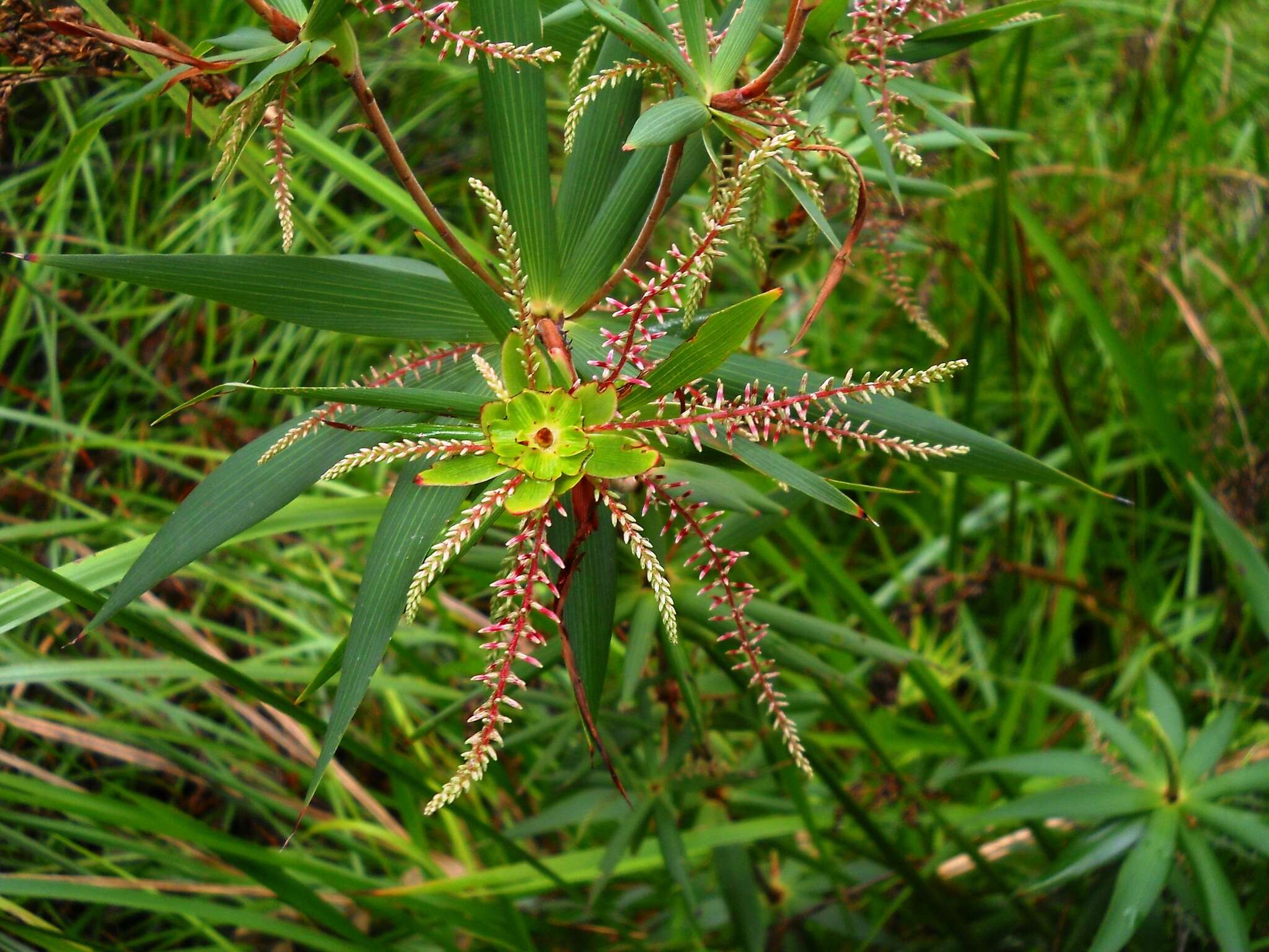 Sivun Leucopogon verticillatus R. Br. kuva
