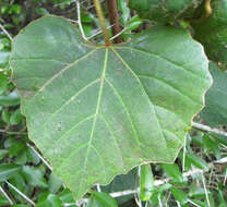 Image of Forest grape