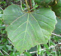 Image de Rhoicissus tomentosa (Lam.) Wild & R. B. Drumm.