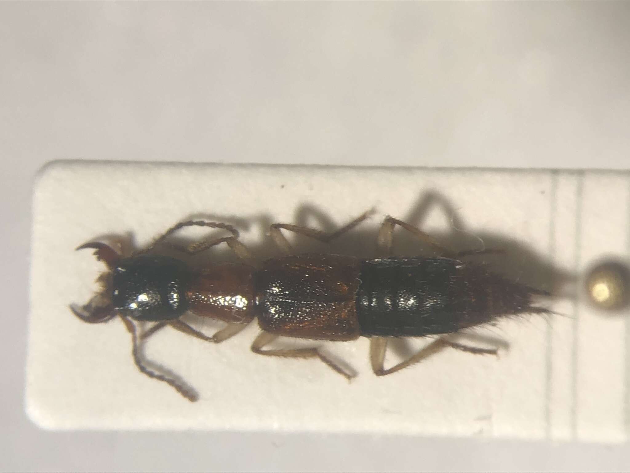 Homaeotarsus bicolor (Gravenhorst 1802) resmi