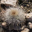 Echinocereus adustus subsp. schwarzii (A. B. Lau) N. P. Taylor的圖片