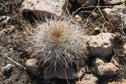 Echinocereus adustus subsp. schwarzii (A. B. Lau) N. P. Taylor的圖片