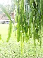 Rhipsalis micrantha DC.的圖片