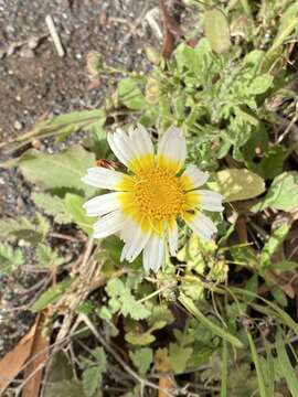 Слика од Glebionis coronaria (L.) N. N. Tzvel.