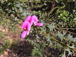 Image of Holly-leaved Mirbelia