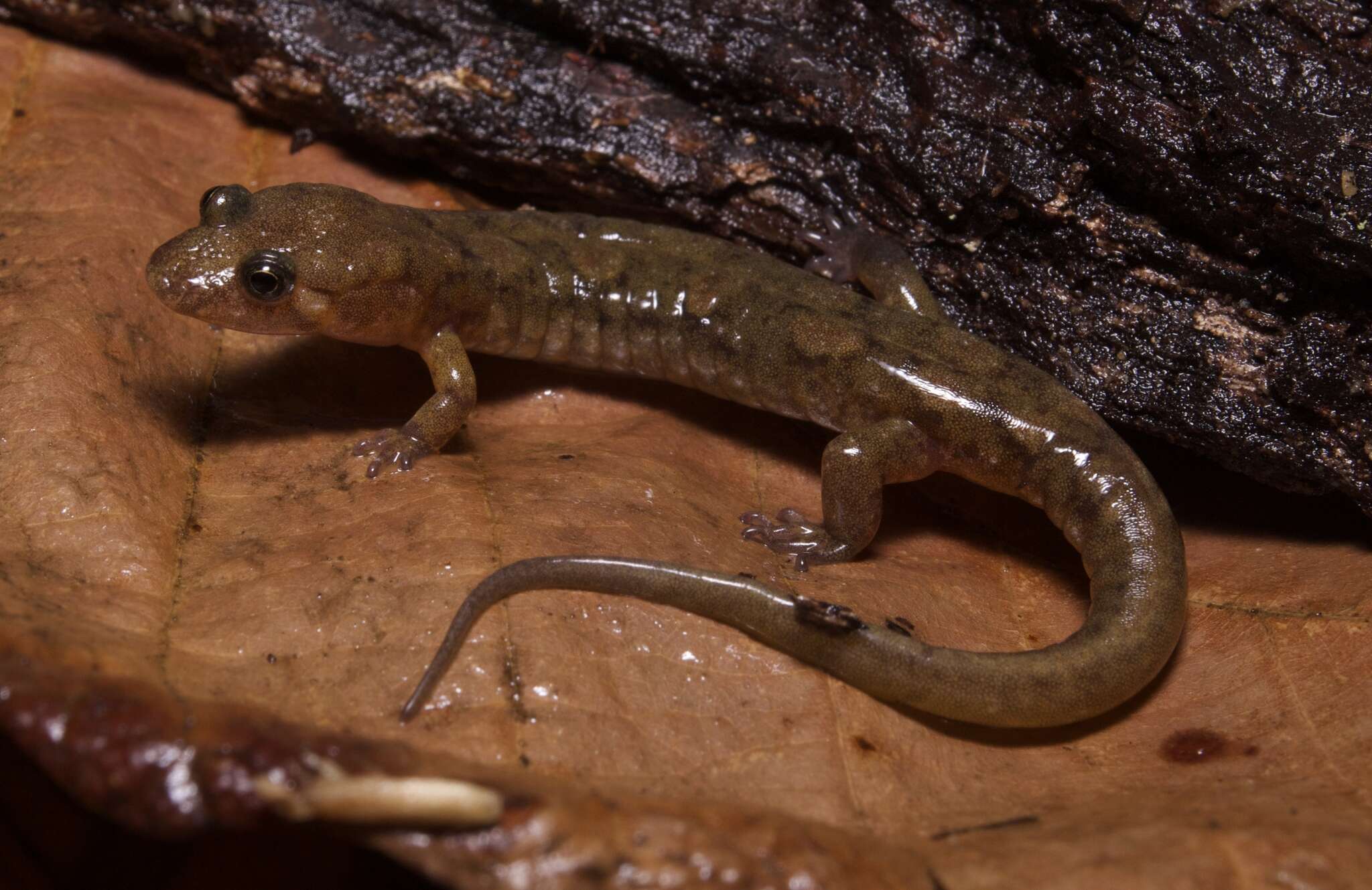 Image of Cumberland Dusky Salamander