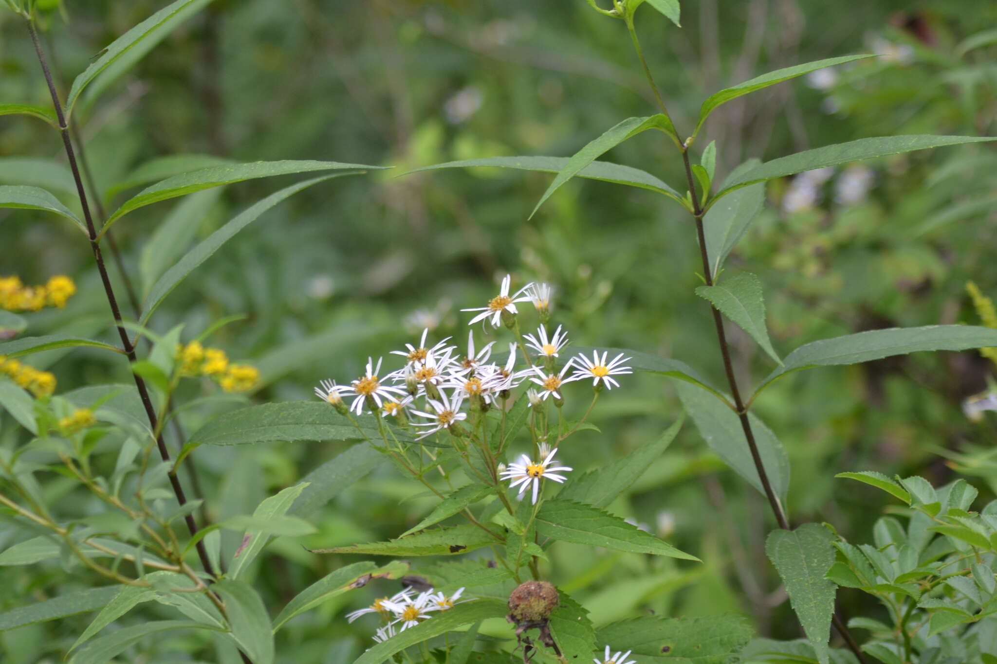 Sivun Eurybia furcata (E. S. Burgess) G. L. Nesom kuva