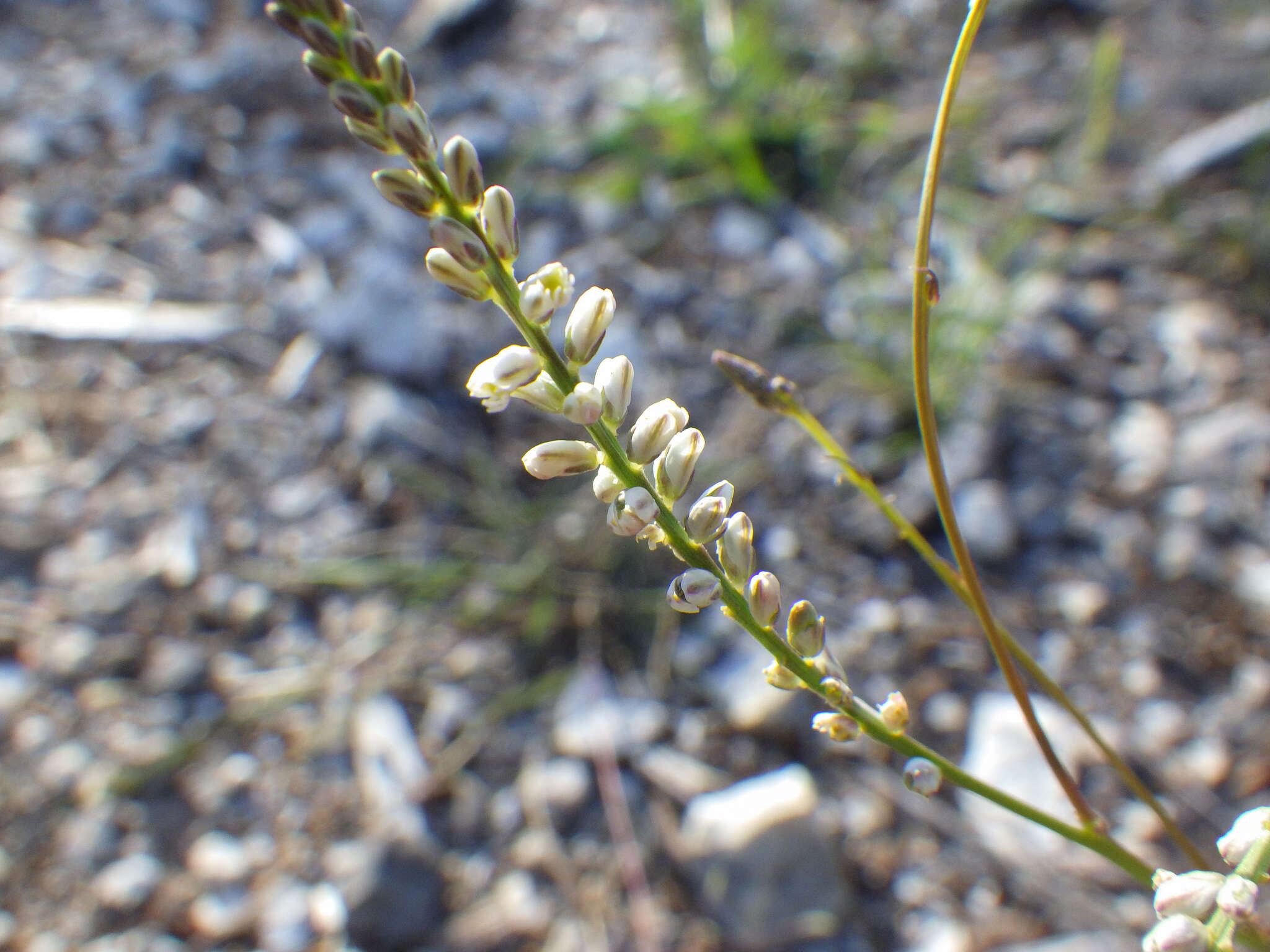 Polygala boykinii var. sparsifolia Wheelock的圖片