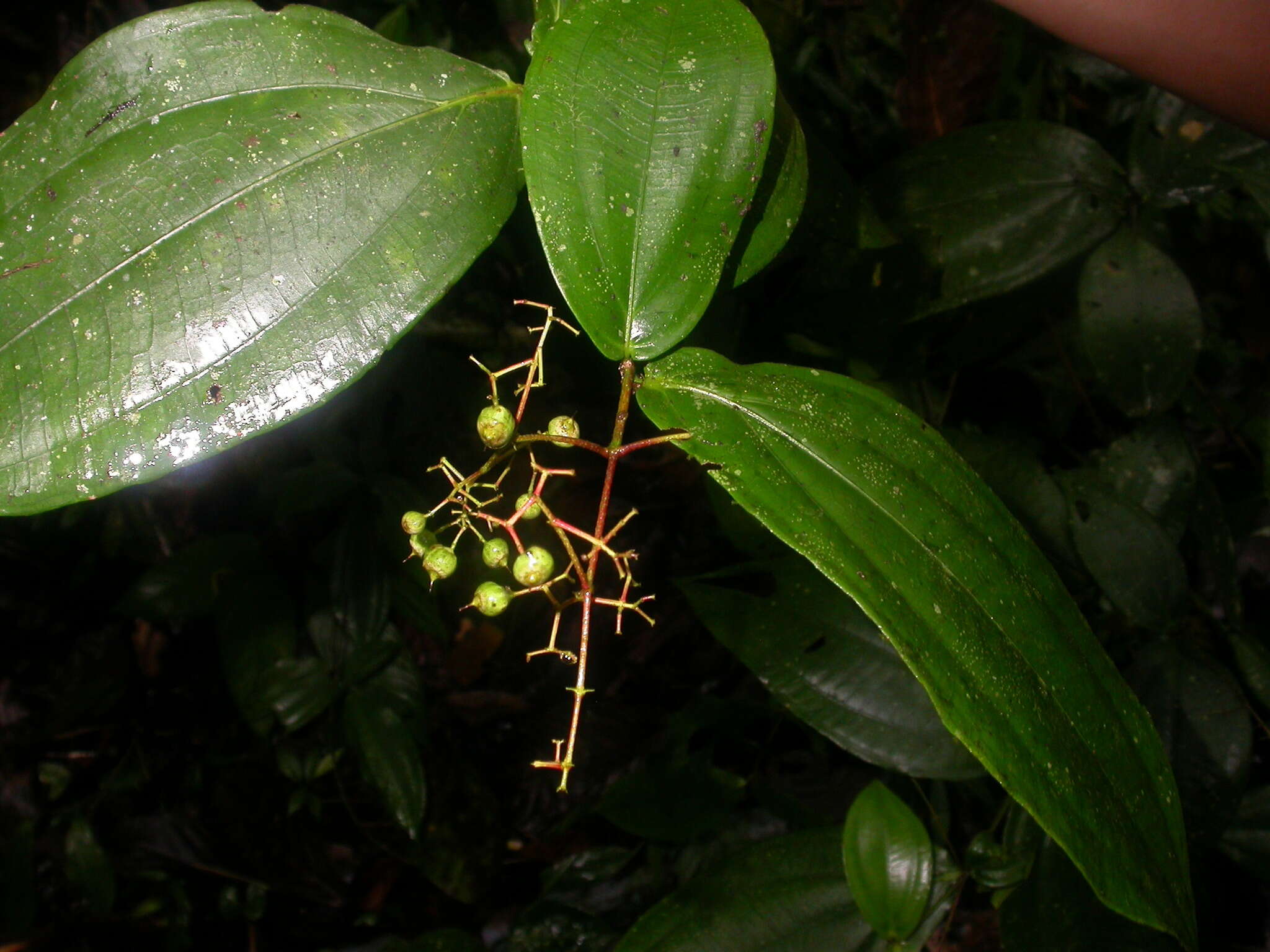 Image of Conostegia dissitiflora (Almeda) Kriebel