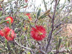 Image of Melaleuca orbifolia (F. Müll.) Craven & R. D. Edwards