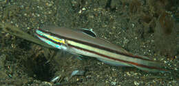 Image of Twostripe goby