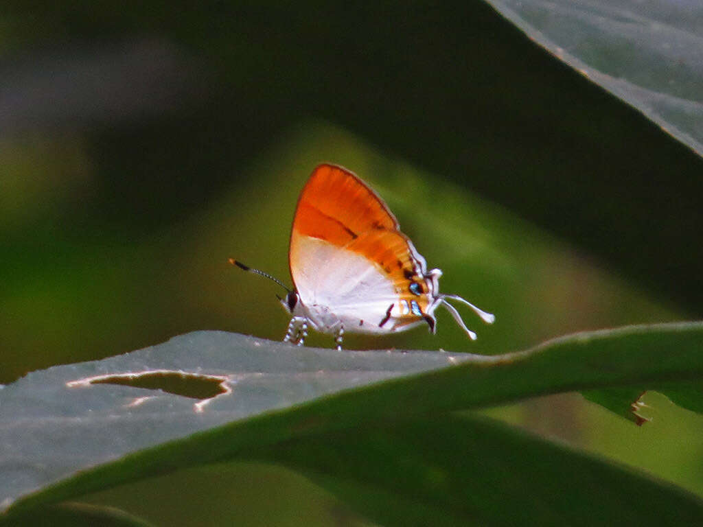 Image of Sithon nedymond ismarus Fruhstorfer (1912)