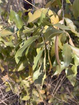 Image of Bolusanthus