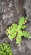 Image of Sonchus latifolius (Lowe) R. Jardim & M. Seq.